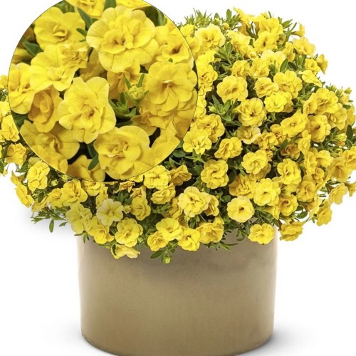 Calibrachoa UNIQUE 'Double Yellow' - Puispetuunia UNIQUE 'Double Yellow' P9/0,55L